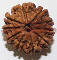 10 mukhi 26965 22mm